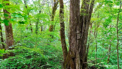 Obraz premium 新緑の白神山地の森林の風景