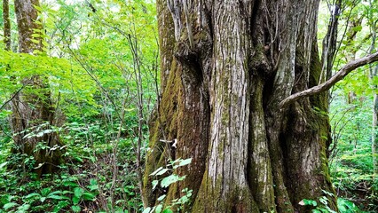 新緑の白神山地の森林の風景