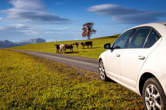 Summer landscape in the Alps with cows grazing on fresh green mountain pastures. Travel on car is a Lifestyle, conception. Idea of Adventure lifestyle .