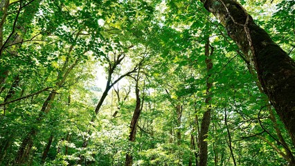 新緑の白神山地の森林の風景