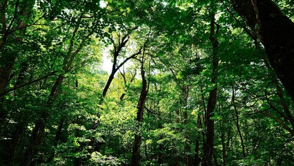 新緑の白神山地の森林の風景