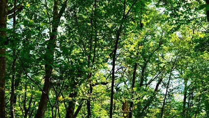 新緑の白神山地の森林の風景
