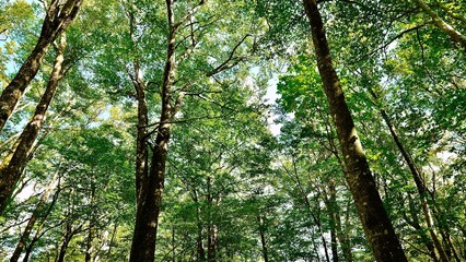 新緑の白神山地の森林の風景