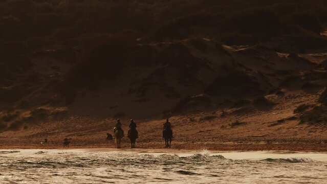 Horse Riders On Beach. Horses Walk Slowly. They Are Accompanied By Dog. Sandy Beach.