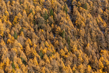 Colorful autumn trees in Haizi valley near Siguniang mountain in Sichuan province, China