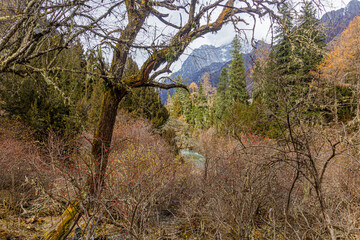 Forest in Changping valley near Siguniang mountain in Sichuan province, China