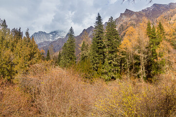 Forest in Changping valley near Siguniang mountain in Sichuan province, China