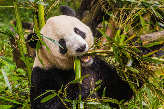 Giant Panda (Ailuropoda melanoleuca) eating bamboo at the Giant Panda Breeding Research Base in Chengdu, China © Matyas Rehak