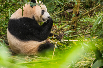 Fototapeta premium Giant Panda (Ailuropoda melanoleuca) at the Giant Panda Breeding Research Base in Chengdu, China