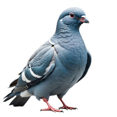 Pigeon, isolated, transparent background, no background. Generative AI.