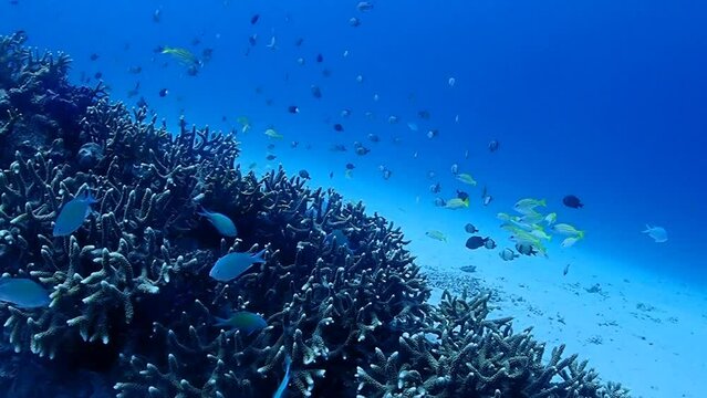 Coral reef with fish in Kerama