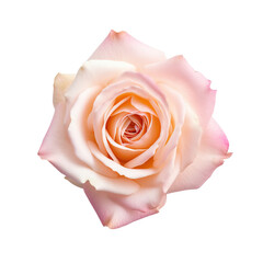 Isolated delicate pink rose , isolated on transparent background cutout, Generative AI - obrazy, fototapety, plakaty