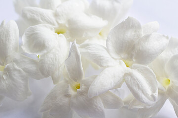 White mogra or arabian jasmine or Jasminum sambac flower Buds.. - obrazy, fototapety, plakaty