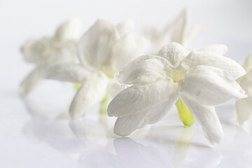 Fototapeta na wymiar White mogra or arabian jasmine or Jasminum sambac flower Buds.
