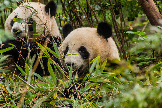 Giant Panda (Ailuropoda melanoleuca) at the Giant Panda Breeding Research Base in Chengdu, China © Matyas Rehak