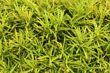 Abstract background and texture of colorful leaf Croton tree or Cadiaeum Varigeatum in the garden.