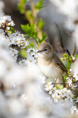 Bird on blooming bush, spring background. Garden Warbler, Sylvia borin, on a Blackthorn.