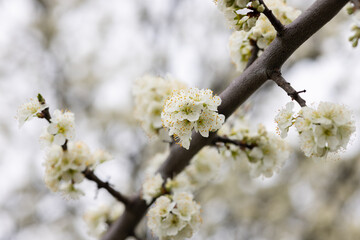 Branches of a blossoming apple tree on plantations in Puch bei Weiz in Austria's Styria © Anna