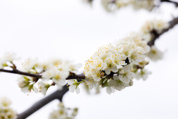 Branches of a blossoming apple tree on plantations in Puch bei Weiz in Austria's Styria © Anna