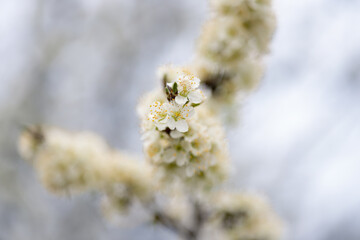Branches of a blossoming apple tree on plantations in Puch bei Weiz in Austria's Styria © Anna