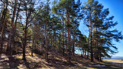 Pine forest on a sunny spring or summer day. Landscape with nature and trees