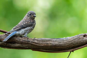 Juvenile Eastern bluebird