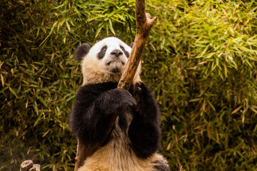 Giant Panda (Ailuropoda melanoleuca) climbing a tree at the Giant Panda Breeding Research Base in...