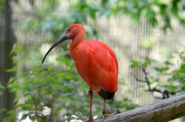 ショウジョウトキ
