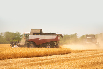 Combine harvester harvests wheat