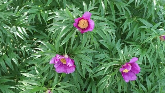 A wild pink forest peony ( Lat. Paeonia anomala) with carved green leaves sways in the wind on a sunny spring day. Natural background of a flowering plant . Video