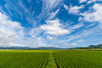 大野平野の稲作風景