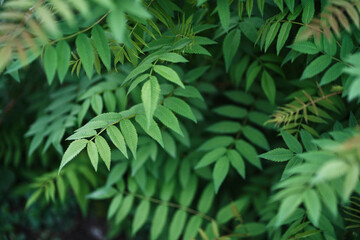 Sorbaria sorbifolia, the leaves of shrub. Green background, the plant in the nature with copy space. High quality photo