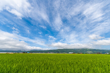 大野平野の稲作風景