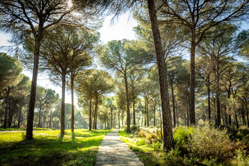 Hiking trail landscape in Donana National Park in Andalusia Spain