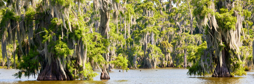 Louisiana Swamp