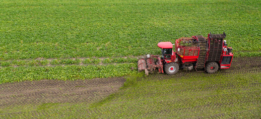 Fototapeta premium Combine harvester harvests sugar beet on the field. Aerial view.