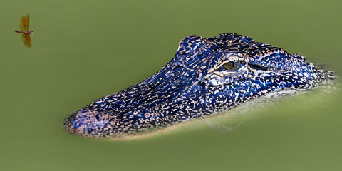 The alligator and the dragonfly