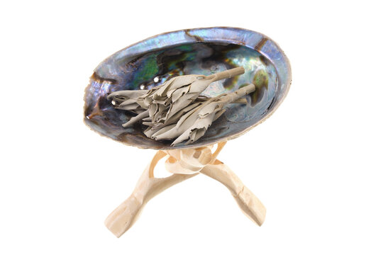 White Sage leaves (Salvia Apiana) in an abalone shell on a wooden cobra stand, isolated on white background