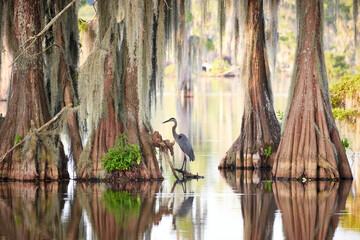 Heron amongst the swampy trees