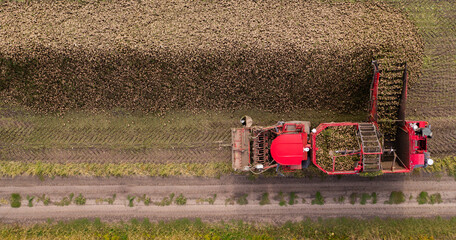 Combine harvester harvests sugar beet on the field. Aerial view.