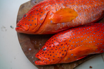Red coral trout sea fish on cook kitchen