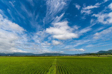 大野平野の稲作風景