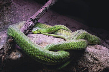 Serpiente verde en terrario