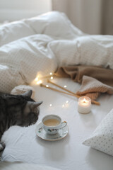 Breakfast in bed concept a cup of coffee on cozy warm blanket, tabby cat, Top view. Soft light colors. Flat lay style. Coffee and a cute cat in bed on warm blanket. weekend at home in bed