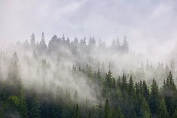 Washable Wallpaper Murals Forest in fog Abstract landscape in the mountains, with fog