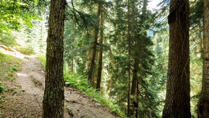 wild green woods in mountain ridge - touristic ground walk - photo of nature