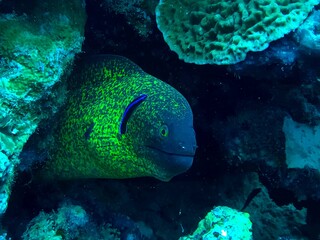 moray eel in the coral