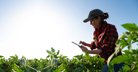 A woman farmer with digital tablet on a tomato field. Smart farming and digital transformation in...