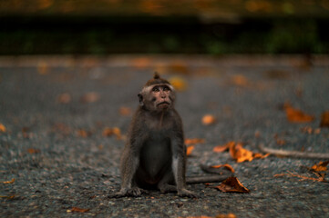 baby macaque sitting in the forest