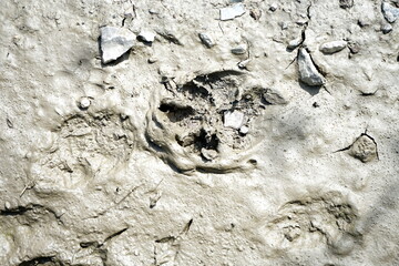 Abdrücke und Spuren von Hundepfoten im feuchten Lehmboden im Frühling bei Sonnenschein in den...